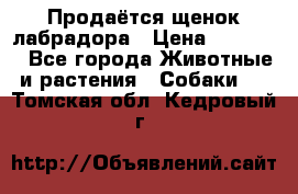 Продаётся щенок лабрадора › Цена ­ 30 000 - Все города Животные и растения » Собаки   . Томская обл.,Кедровый г.